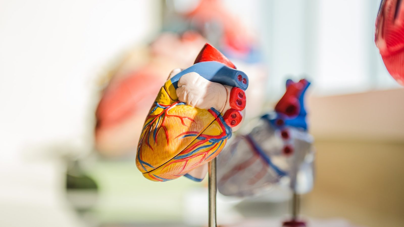 Model of a heart